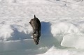  Dans cette rivière en partie gelée, la loutre est en quête d'ombres ou de truites, abondants dans ces régions. 

 

 