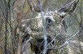 Comme le renne, l'élan, mangeur de bois est lui aussi décoiffé en cette période. 

 
 
 Mammifère, élan,neige, Suède. 