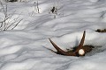 La neige fond, découvrant ses trésors: Un bois d'élan jusque là invisible commence à apparaître. 
 

 Mammifère, élan,neige, Suède. 