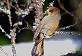 Des chuchotements furtifs sur le bord du sentier; le mésangeai sautille sur les basses branches, intrigué par le passage du photographe. 

 

 Oiseau, mésangeai imitateur, Suède 