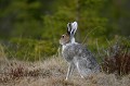 Le lièvre variable commence à retrouver ses couleurs estivales. 
 
 Mammifère, lièvre,neige, Suède.  
 Mammifère, lièvre,neige, Suède. 