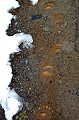 
 Les ours (d'abord les mâles), commencent à quitter leurs tanières. Si les traces sont assez fréquentes, les observations restent assez rares et sont souvent le fruit du hasard. Afin de conserver des populations vraiment sauvages, les charniers sont interdits en Suède. 
 

 Mammifère, ours, traces,neige, Suède. 
