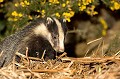 Les lumières du couchant s'éteignent. Un à un, des museaux noirs et blancs émergent du terrier et se lancent dans d'interminables poursuites et jeux de cache-cache parmi les ajoncs en fleurs.
  23heures le 1er mai. Affût. Mammifère, blaireau, nocturne, terrier. 