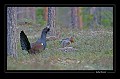 5 heures du matin: Scène rare, d'un grand tétras accompagné de 4 poules.  
 Suède;tétras;place de chant;poules  
 