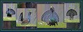
Description en Français  Poster (40x100) de 4 photos du grand tétras sur sa place de chant  
 Suède, coq, tétras, place de chant  
 