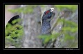Grand tétras paradant perché.  
 Suède;tétras;coq;chant  
 