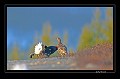  Suède;tétras;coq;poule;place de chant  
 
