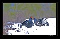 Phase d'observation et d'intimidation avant un éventuel combat de tétras-lyres.  

 Suède;tétras;coq;combat;neige  
 