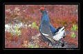  Suède;tétras-lyre;coq  
 