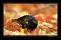 Tétras-lyre parmi les lichens et les bruyères.  
 Suède;tétras-lyre;coq  
 