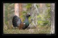 La poule de grand tétras vient s'accroupir devant le coq et attend le bon vouloir de celui-ci.  
 Suède;tétras;coq;poule;place de chant;  
 