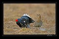 Après s'être promenée pendant quelques minutes parmi les coqs, la poule choisit l'élu à qui elle accordera ses faveurs.  
 Suède;tétras-lyre;coq;poule;place de chant  
 