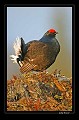 Perché sur un monticule, ce tétras-lyre se réchauffe aux premiers rayons du soleil. 

 
 
 Suède;tétras-lyre;coq;roue  
 