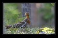Méfiante, une poule de grand tétras arrive sur la place de chant.  
  
 Suède;oiseau;tétras;poule  
 