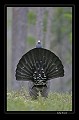 Roue parfaite.  

 Suède;oiseau;tétras;roue;coq;place de chant  
 