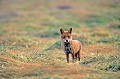  Bretagne, renard, mammifère 