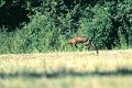  Bretagne ,mammifère, renard  
 