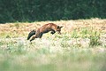  Bretagne ,mammifère, renard  
 