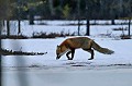  Bretagne ,mammifère, renard, neige  
 
