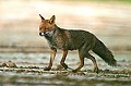 Les renardeaux s'impatientent aux abords du terrier. La renarde arrive enfin, les mamelles gonflées.  
 Bretagne ,mammifère, renard  
 