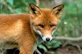 Attiré par le cri de la souris, ce renard est arrivé très près de mon affût.  

 Bretagne ,mammifère, renard  
 