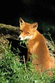  Bretagne ,mammifère, renard  
 
