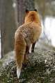  Bretagne ,mammifère, renard  
 