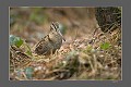. Forêt, bécasse des bois, Bretagne, oiseau 