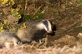 . Blaireau, mammifère, terrier, Bretagne, ajoncs 