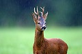 . mammifère, chevreuil, brocard, pluie 