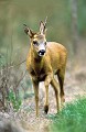Brocard borgne, ne portant qu'un seul bois. chevreuil, brocard, borgne, infirme 