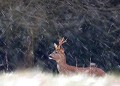 . neige, brocard, chevreuil, mammifère 