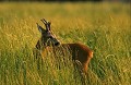 Le même jour, dans le même secteur, je découvre ce brocard dont la pointe d'un bois vient d'être cassée. De là à penser que... chevreuil, brocard, rut, mammifère 
