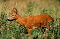 Deux jours plus tard, l'oeil est encore fermé mais le poil n'est plus hérissé. Le chevreuil va mieux. brocard, blessure, chevreuil, rut, mammifère 