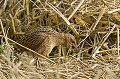 . Bretagne, oiseau, râle des genêts, chaume,migrateur 
