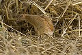 . Bretagne, oiseau, râle des genêts, chaume,migrateur 