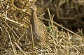 . Bretagne, oiseau, râle des genêts, chaume,migrateur 