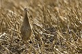 . Bretagne, oiseau, râle des genêts, chaume,migrateur 