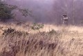 Bretagne, vol, bécasse des bois 