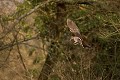 Les ailes battent l'air à l'envers, les pattes sont dépliées. La bécasse se prépare à atterrir. Bretagne, vol, bécasse des bois 