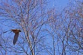  Bretagne, vol, bécasse des bois 
