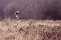  Bretagne, vol, bécasse des bois 