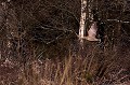  Bretagne, vol, bécasse des bois 