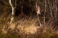  Bretagne, vol, bécasse des bois 