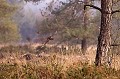  Bretagne, vol, bécasse des bois 