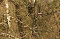  Bretagne, vol, bécasse des bois 