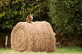 Un bon poste d'observation, bien au sec Bretagne, foin, renard, toilette, jeu, round 