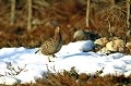  
 Suède,tétras-lyre,place de chant,poule,neige  
 