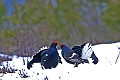  
 Suède,tétras-lyre,combat,coq,place de chant,neige  
 
