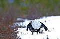  
 Suède,tétras-lyre,coq,place de chant,neige  
 